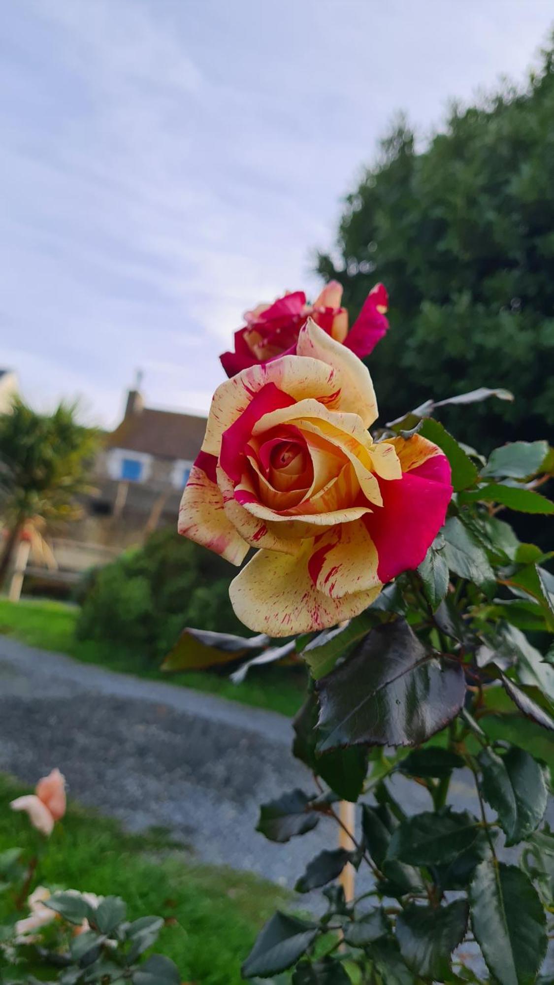 לינה וארוחת בוקר Blainville-sur-Mer Lesroses1680 מראה חיצוני תמונה