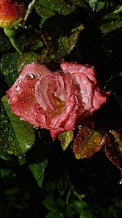 לינה וארוחת בוקר Blainville-sur-Mer Lesroses1680 מראה חיצוני תמונה