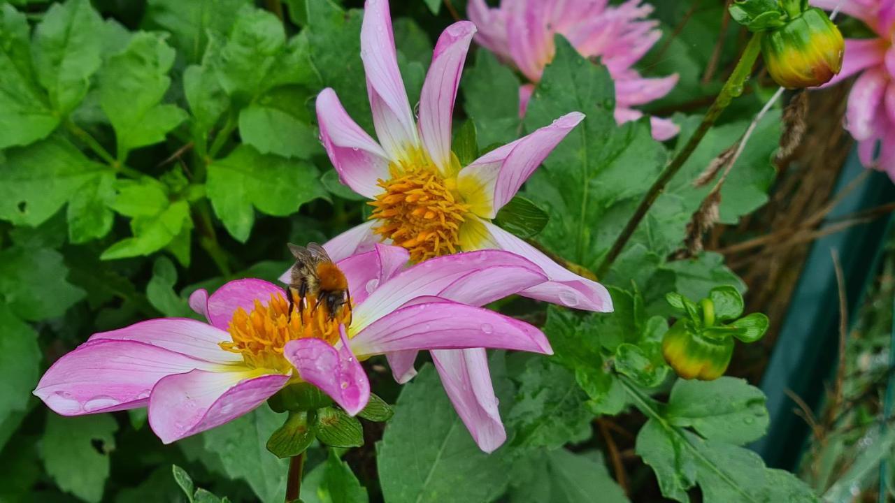 לינה וארוחת בוקר Blainville-sur-Mer Lesroses1680 מראה חיצוני תמונה