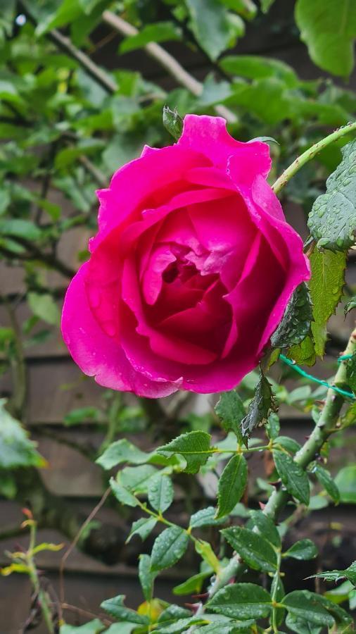 לינה וארוחת בוקר Blainville-sur-Mer Lesroses1680 מראה חיצוני תמונה