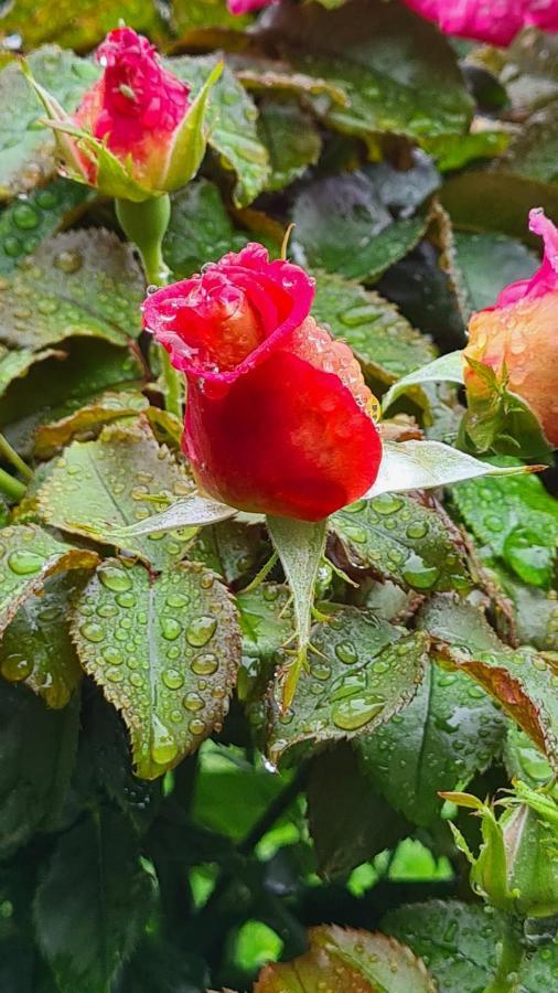 לינה וארוחת בוקר Blainville-sur-Mer Lesroses1680 מראה חיצוני תמונה
