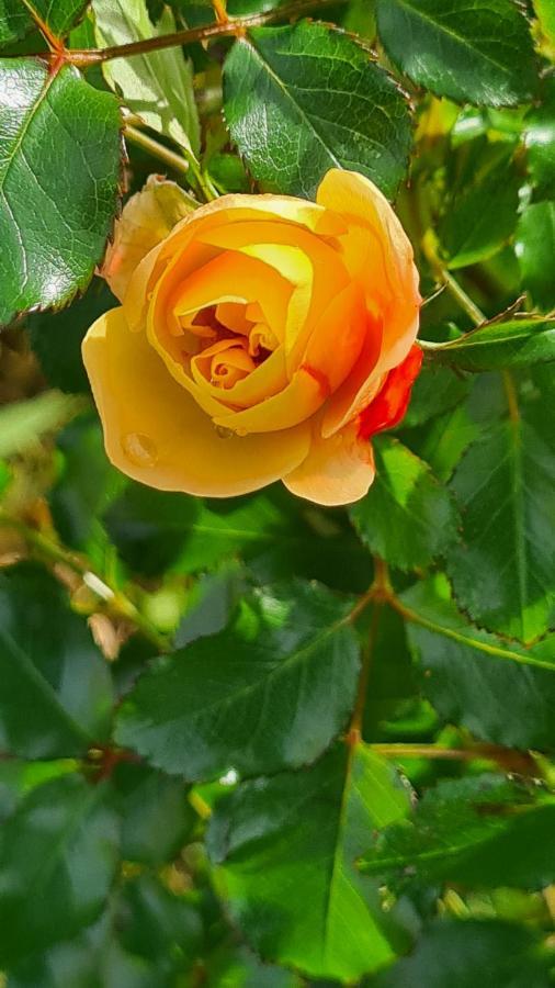 לינה וארוחת בוקר Blainville-sur-Mer Lesroses1680 מראה חיצוני תמונה