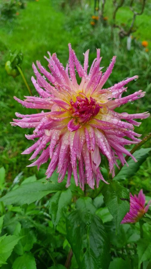 לינה וארוחת בוקר Blainville-sur-Mer Lesroses1680 מראה חיצוני תמונה
