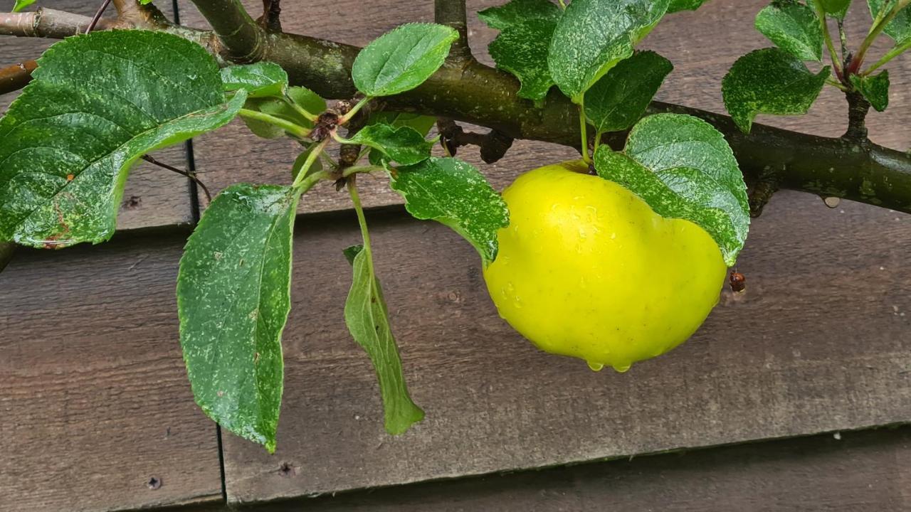 לינה וארוחת בוקר Blainville-sur-Mer Lesroses1680 מראה חיצוני תמונה