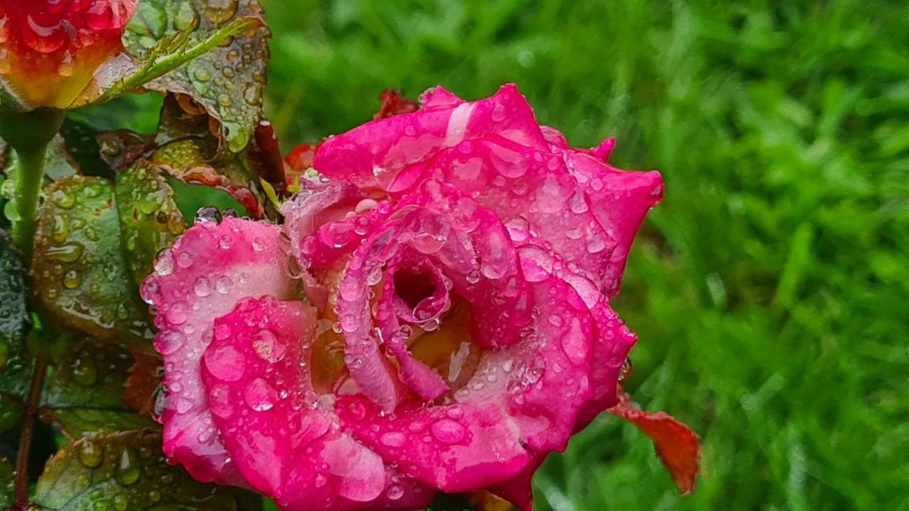 לינה וארוחת בוקר Blainville-sur-Mer Lesroses1680 מראה חיצוני תמונה