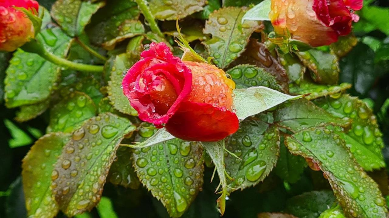 לינה וארוחת בוקר Blainville-sur-Mer Lesroses1680 מראה חיצוני תמונה