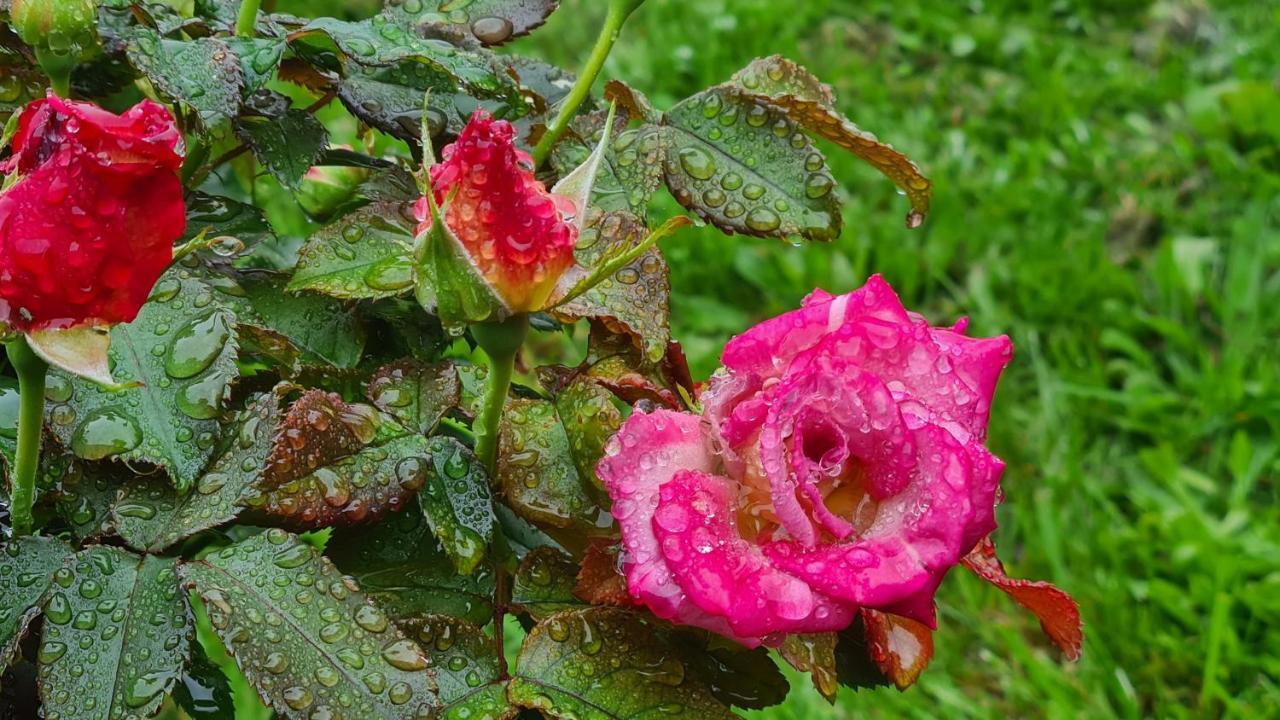 לינה וארוחת בוקר Blainville-sur-Mer Lesroses1680 מראה חיצוני תמונה