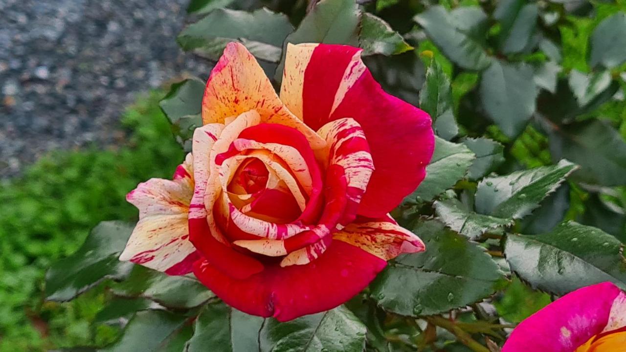 לינה וארוחת בוקר Blainville-sur-Mer Lesroses1680 מראה חיצוני תמונה