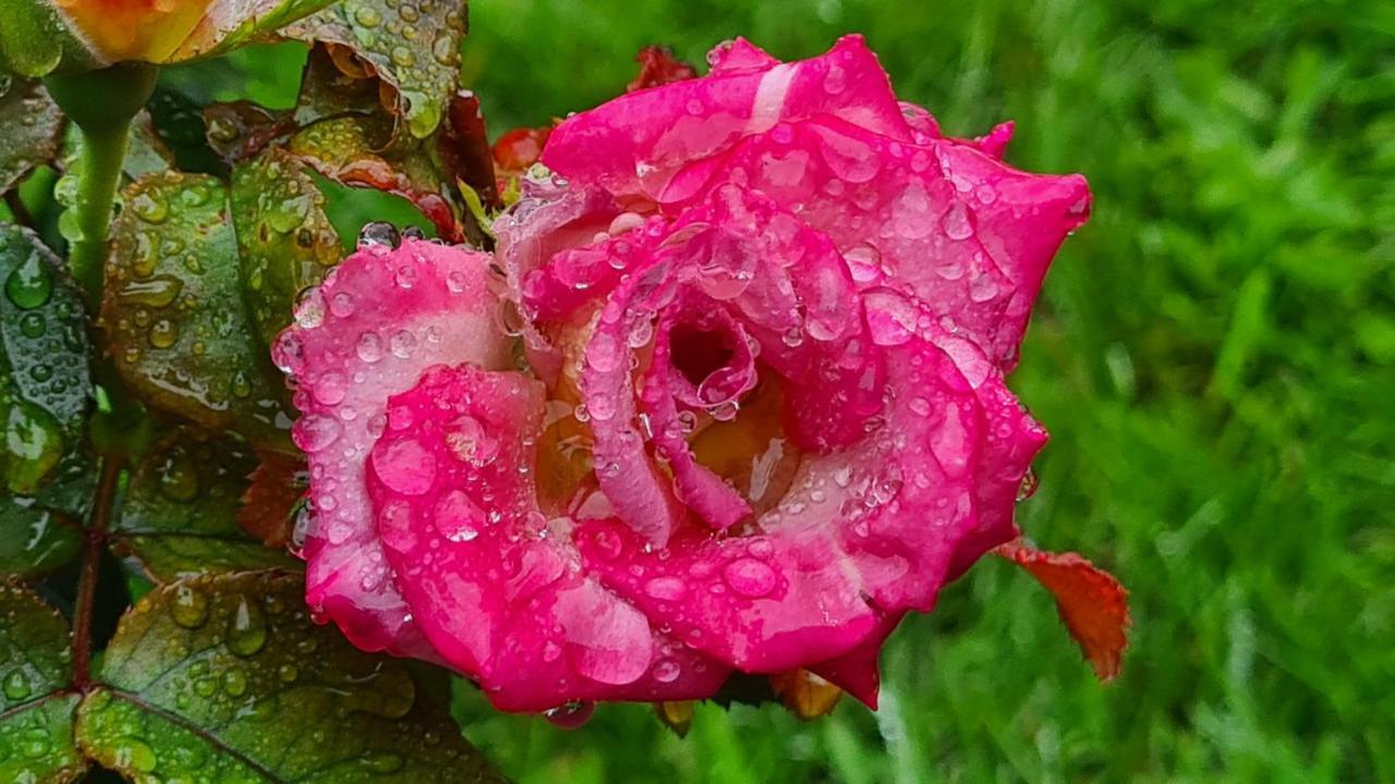 לינה וארוחת בוקר Blainville-sur-Mer Lesroses1680 מראה חיצוני תמונה