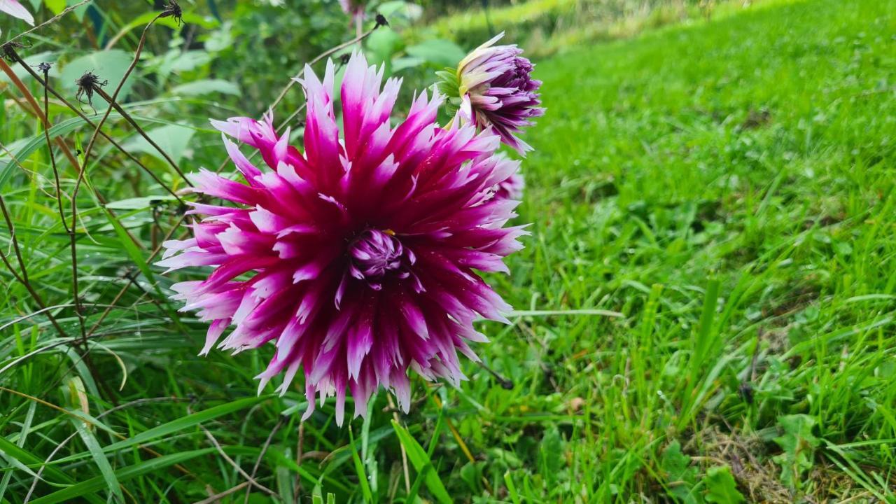 לינה וארוחת בוקר Blainville-sur-Mer Lesroses1680 מראה חיצוני תמונה